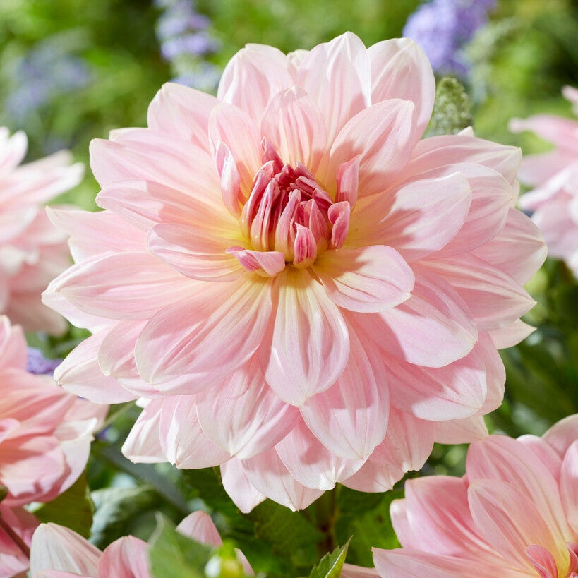 Dahlia Dekorativ Fairway Pilot 1-pak